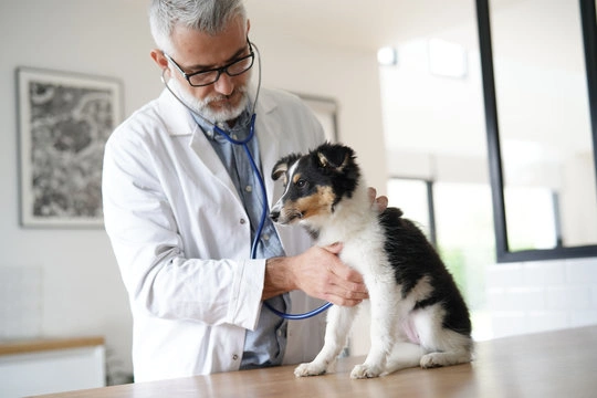 Ataque epilético em cachorro