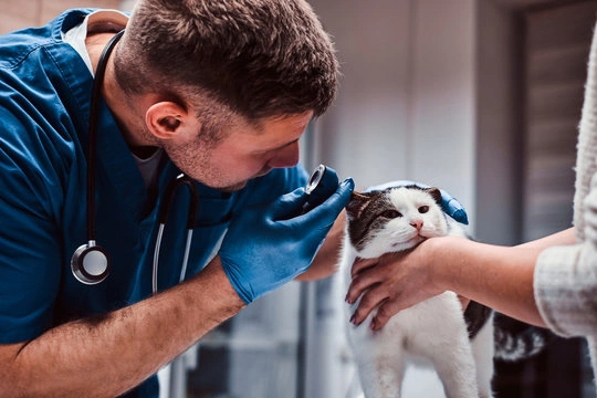 Centro cirúrgico veterinário em Ribeirão