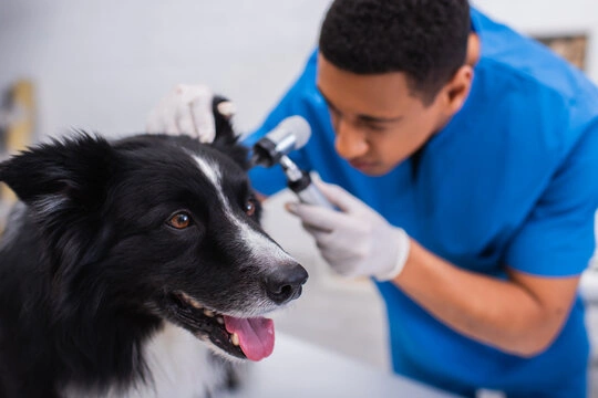 Cirurgia em animais em Ribeirão