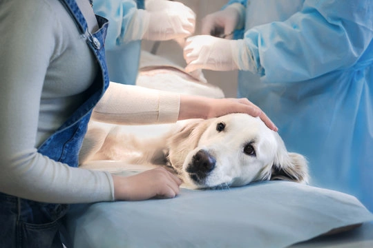 Cirurgia geral veterinaria