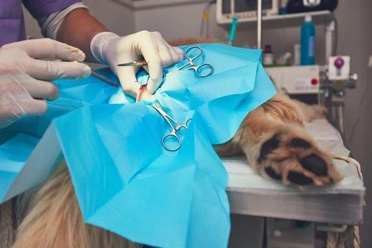 Cirurgia pet em Ribeirão