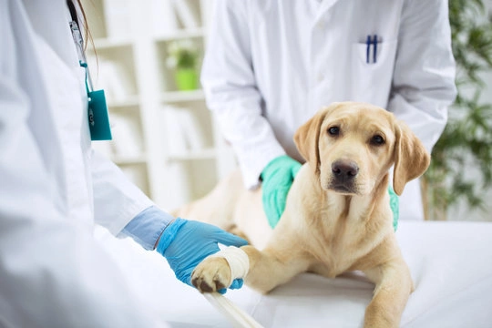 Cirurgia pet em Ribeirão Preto