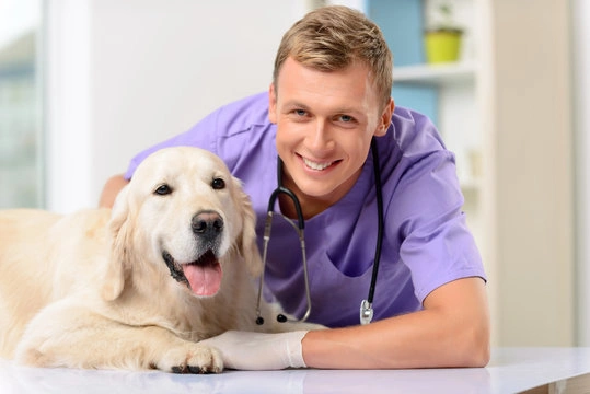 Clinica animais ribeirão preto
