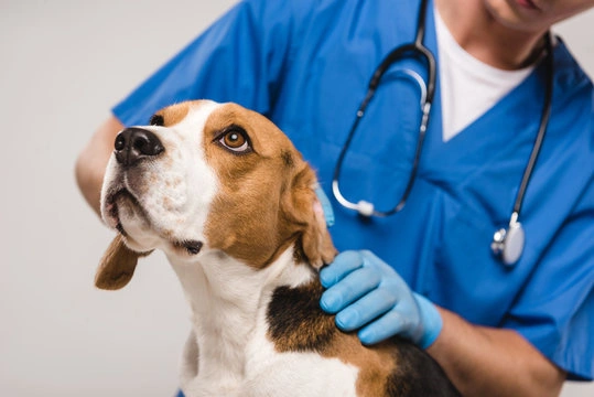 Clinica para cachorro