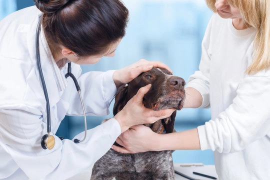 Clinica cirurgica veterinaria em Ribeirão