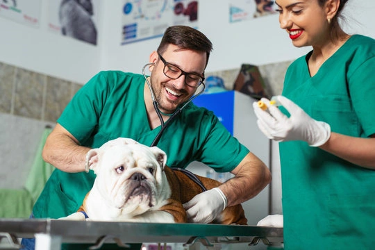 Clinica cirurgica veterinaria em Ribeirão Preto
