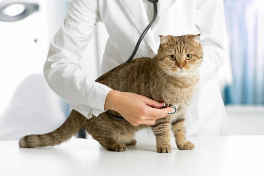 Clinica medica veterinaria