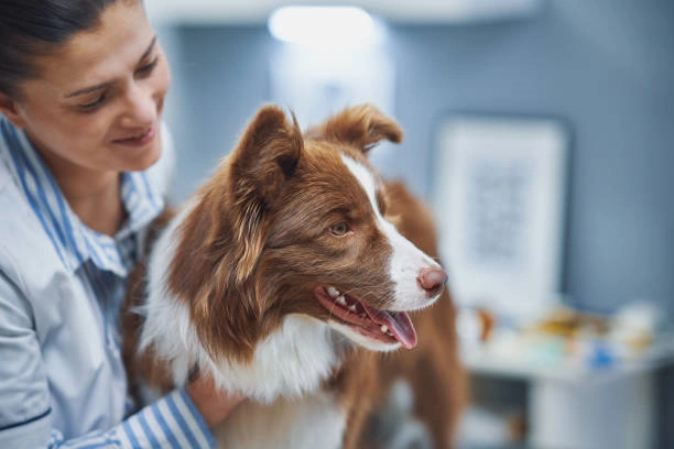 Clinica medica veterinaria em Ribeirão
