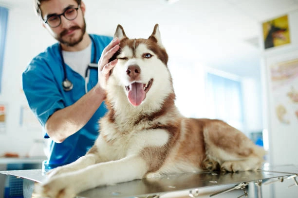 Clinica medica veterinaria em Ribeirão Preto