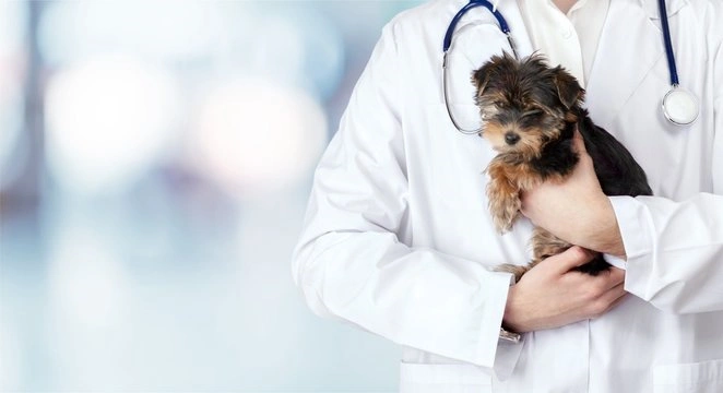Clinica veterinaria de cachorro