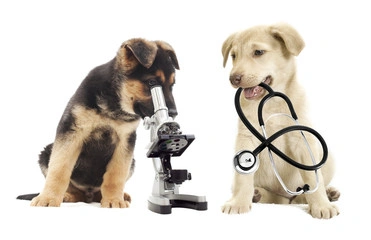 Clinica veterinaria caes e gatos
