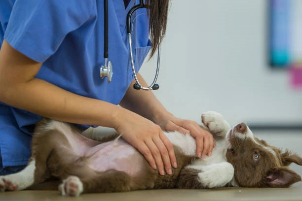 Clinica veterinaria caes e gatos em Ribeirão Preto