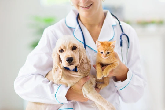 Clínica veterinária neurologia em Ribeirão Preto
