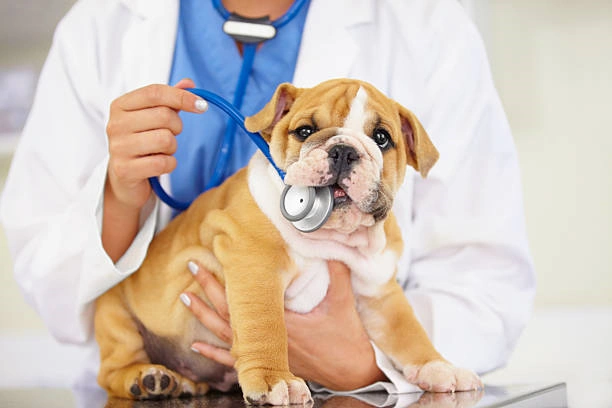 Clinica veterinaria perto de mim em Ribeirão Preto