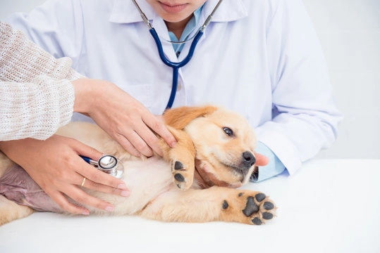 Epilepsia em cachorro tratamento
