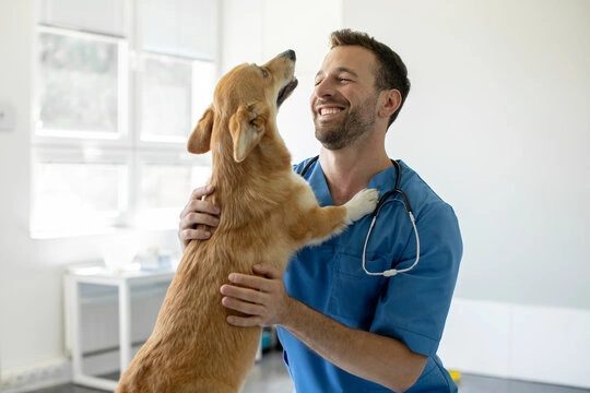 Epilepsia em cachorro tratamento em Ribeirão Preto