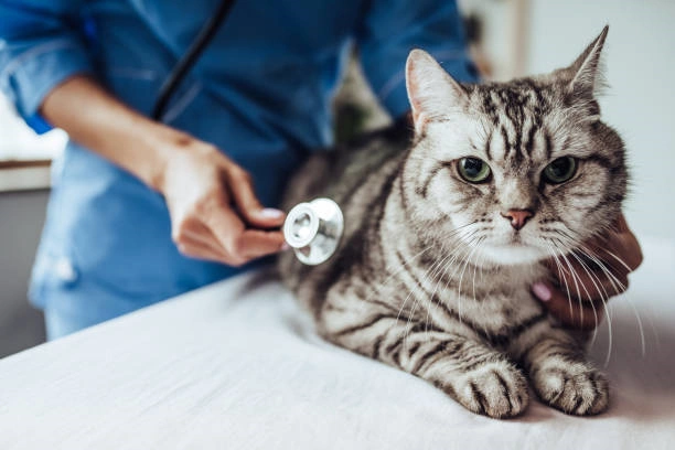 Medicina veterinária neurologista