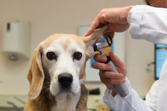 Medicina veterinária neurologista em Ribeirão
