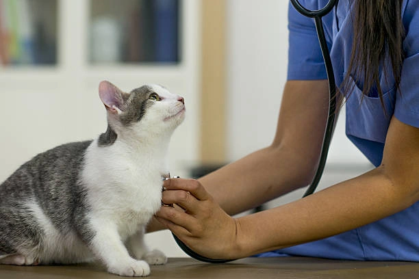 Medico veterinario
