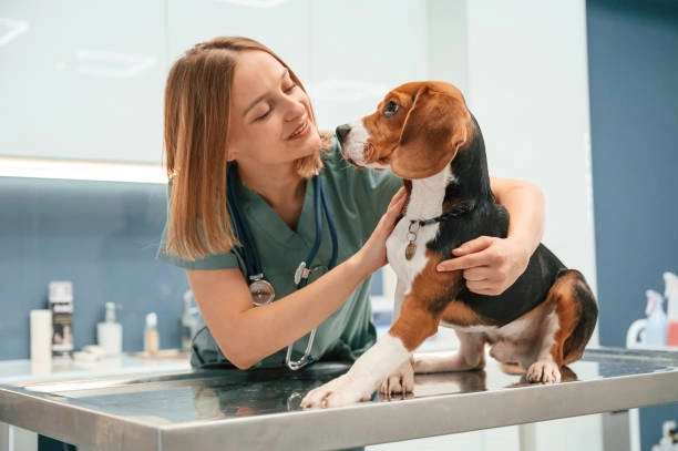 Neurologia em caes e gatos em Ribeirão