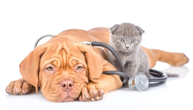 Neurologia em caes e gatos em Ribeirão Preto