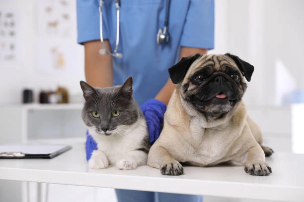 Neurologia canina e felina