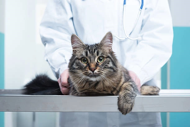 Neurologia felina