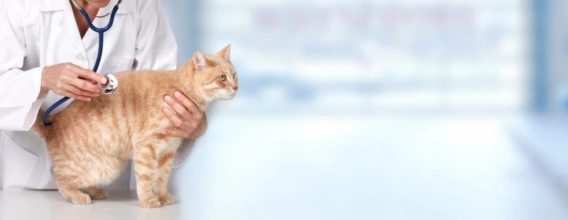 Neurologia em pequenos animais