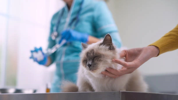 Neurologista animal​ em Ribeirão