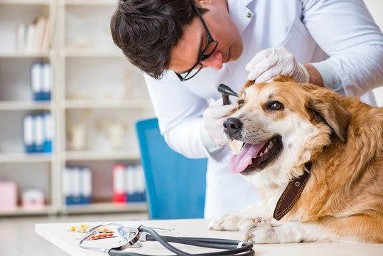 Neurologista veterinário preço