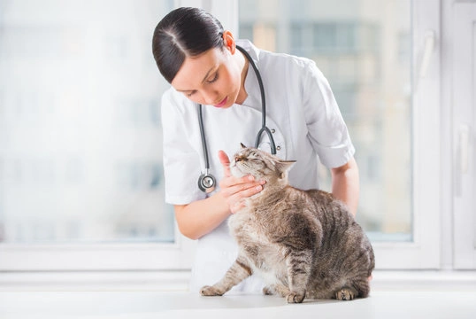 Neurologista veterinario ribeirao preto​