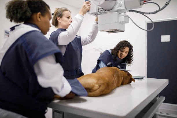 Imagem ilustrativa de Neurologista veterinario​