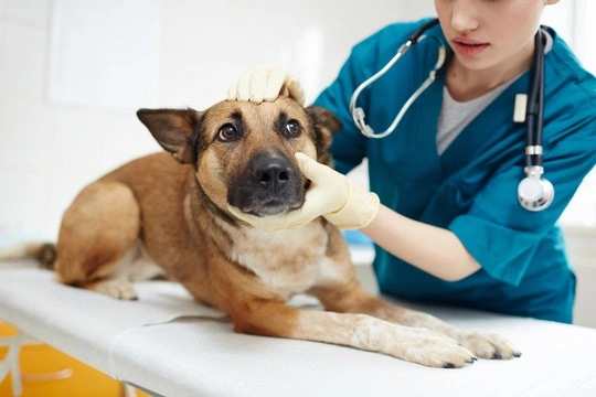 Tratamento de agressividade em cães em Ribeirão Preto