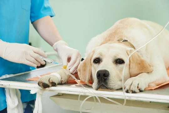 Tratamento de medo em cães