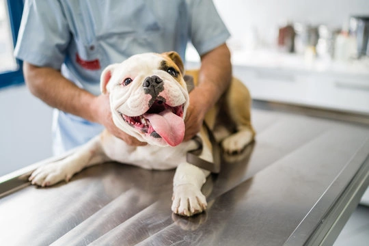 Tratamento de reatividade em cães
