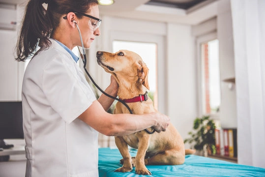 Tratamento de reatividade em cães em Ribeirão Preto