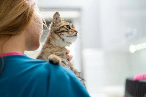 Uso de canabidiol em gatos