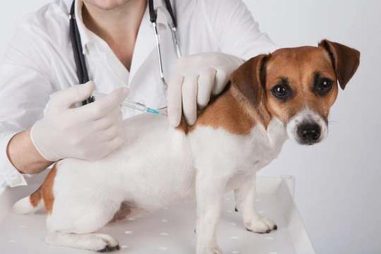 Vacina para cachorro