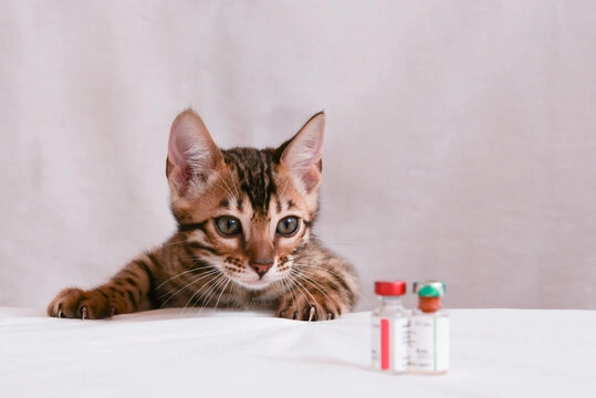 Vacinas para gatos em Ribeirão Preto