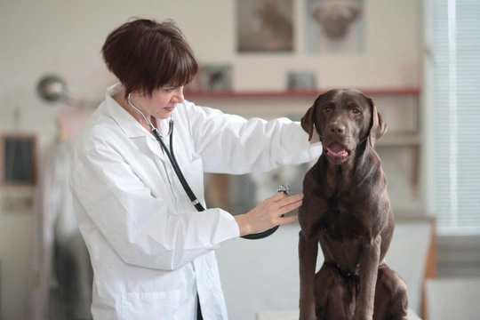 Valor consulta neurologista veterinario