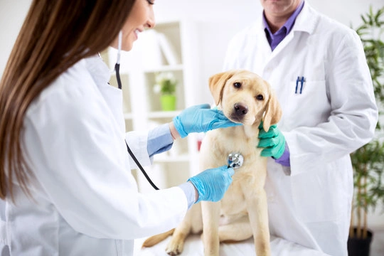 Veterinária canina