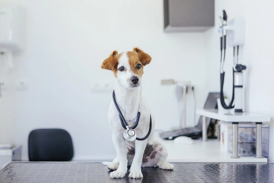 Veterinária canina em Ribeirão Preto