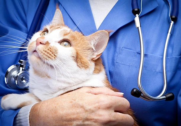 Veterinária proximo a mim