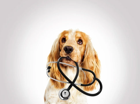 Veterinária proximo a mim em Ribeirão