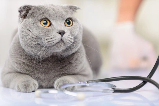Veterinária proximo a mim em Ribeirão Preto