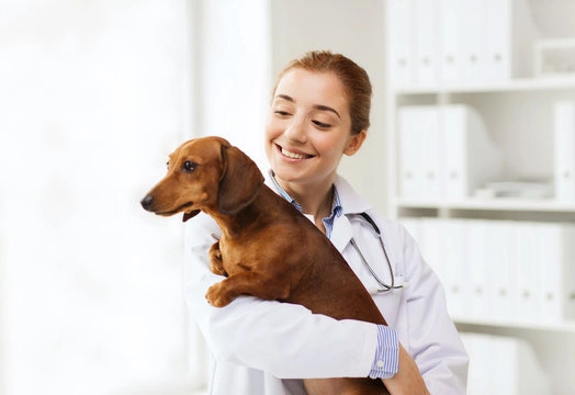 Veterinário para cachorro em Ribeirão Preto
