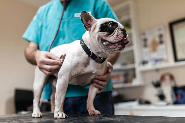 Veterinário mais próximo de mim em Ribeirão Preto