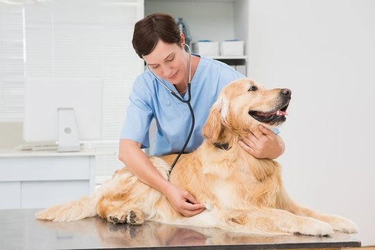 Veterinário perto de mim em Ribeirão