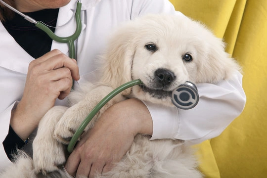 Veterinário perto de mim em Ribeirão Preto