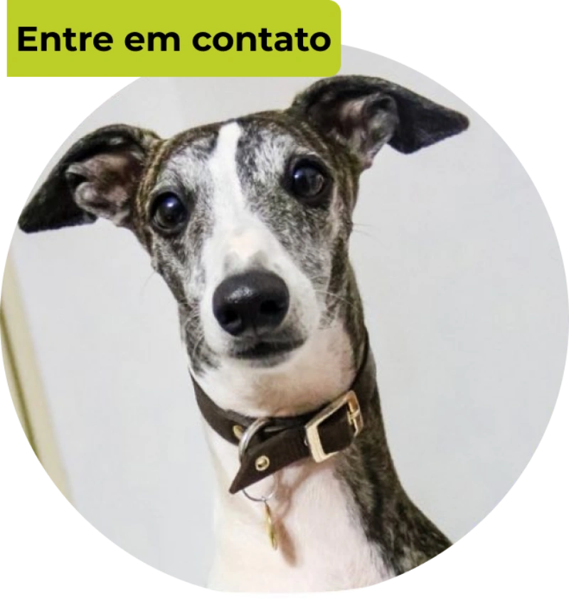 Cachorrinha Gaba Cachorrinha Gaba